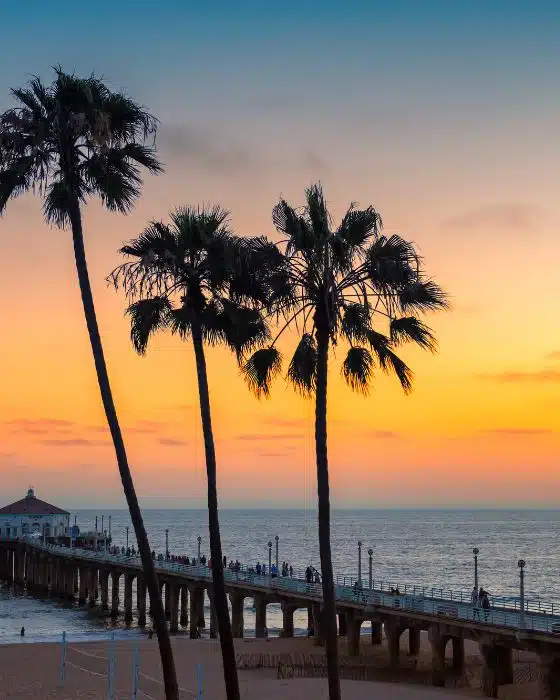 Palm Tree at sea side