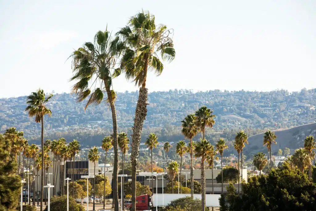 Palm Trees Scenery in a city